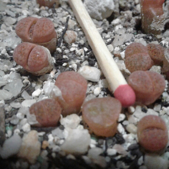 Plant image Lithops Fulviceps C266