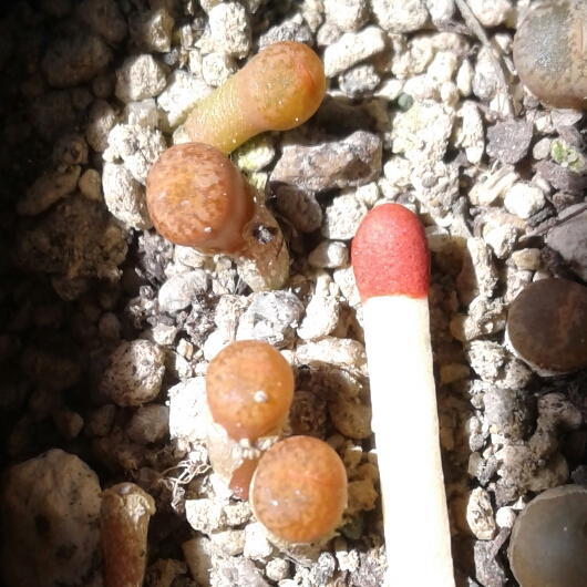 Plant image Lithops Lesliei var. Hornii