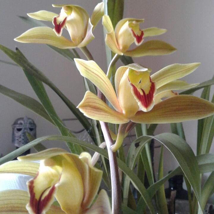 Plant image Cymbidium lowianum