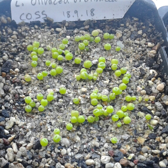 Plant image Lithops Olivacea v. Olivacea C055