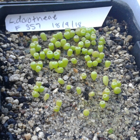 Plant image Lithops Dorotheae F357