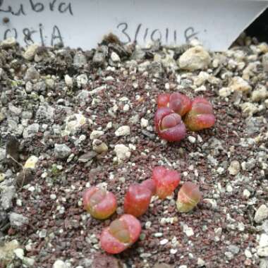 Lithops Optica Rubra