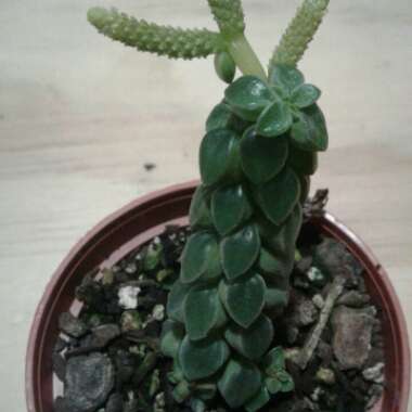 Peperomia columella