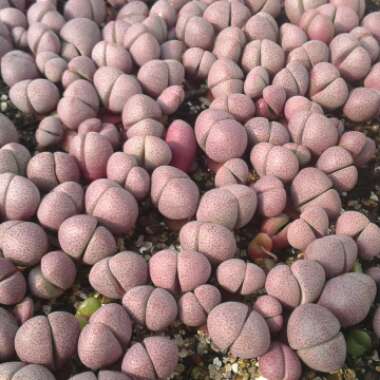 Pleiospilos nelii 'Royal Flush'