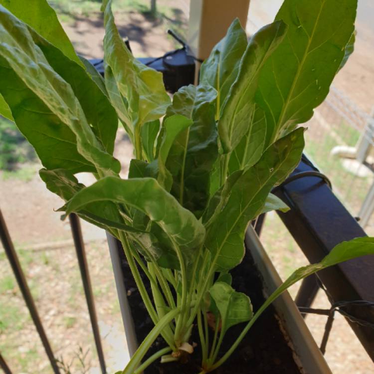 Plant image Beta Vulgaris var Cicla