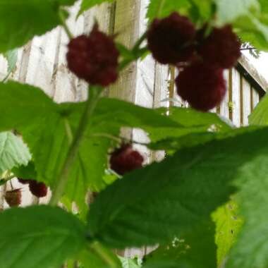 Raspberry 'Malling Promise'