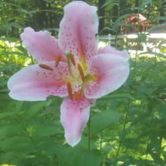 Plant image Lilium 'Mona Lisa'