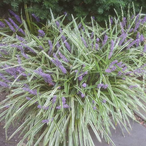 Plant image Liriope muscari 'Variegata'