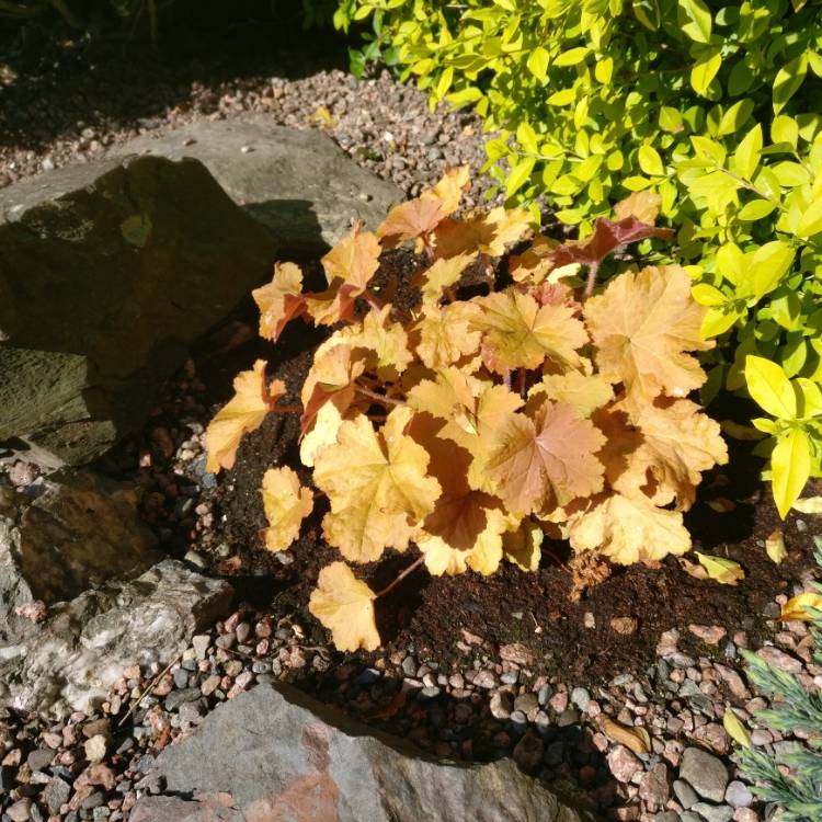 Plant image Heuchera 'Phoebe's Blush'