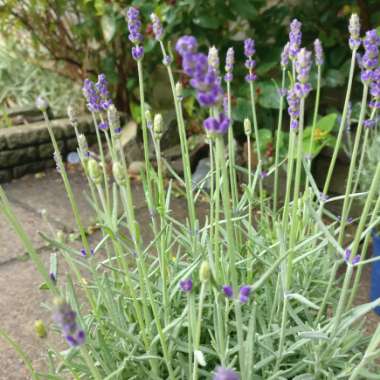 Lavender 'Hidcote'