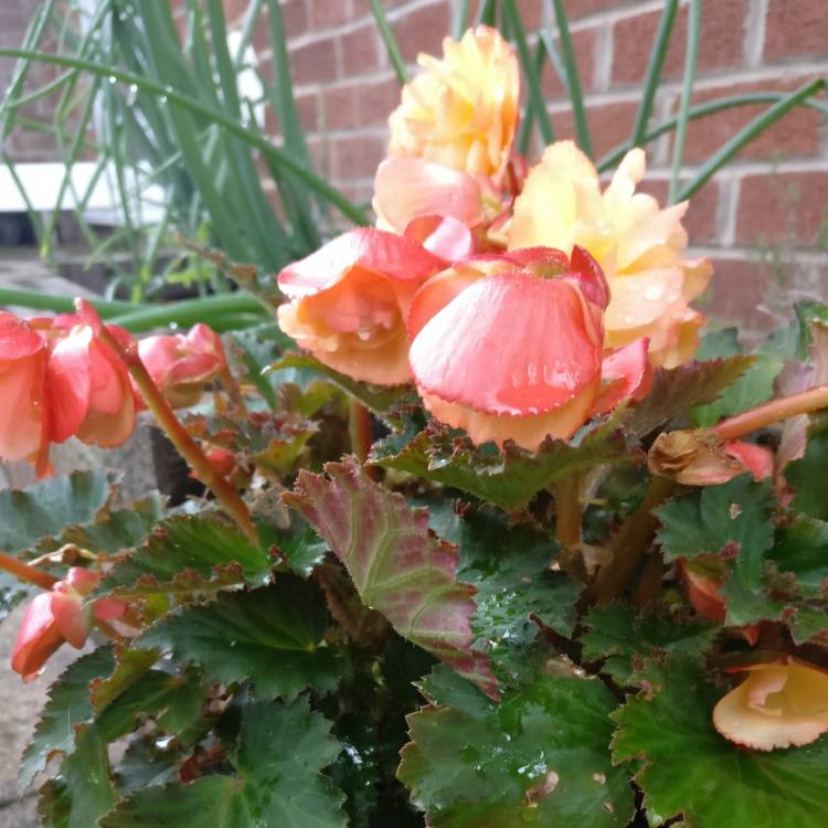 Plant image Begonia 'Fragrant Falls Peach'