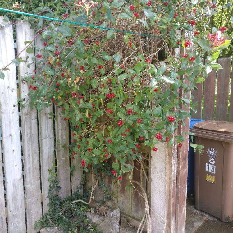 Plant image Lonicera periclymenum 'ChojnOw' syn. Lonicera periclymenum 'Fragrant Cloud'