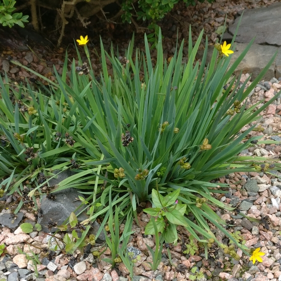 Plant image Sisyrinchium californicum 'Brachypus'