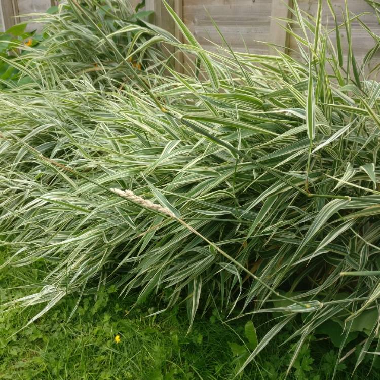 Plant image Calamagrostis x acutiflora 'Overdam'