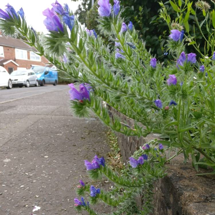 Plant image Echium vulgare 'Blue Bedder' syn. Echium plantagineum 'Blue Bedder'