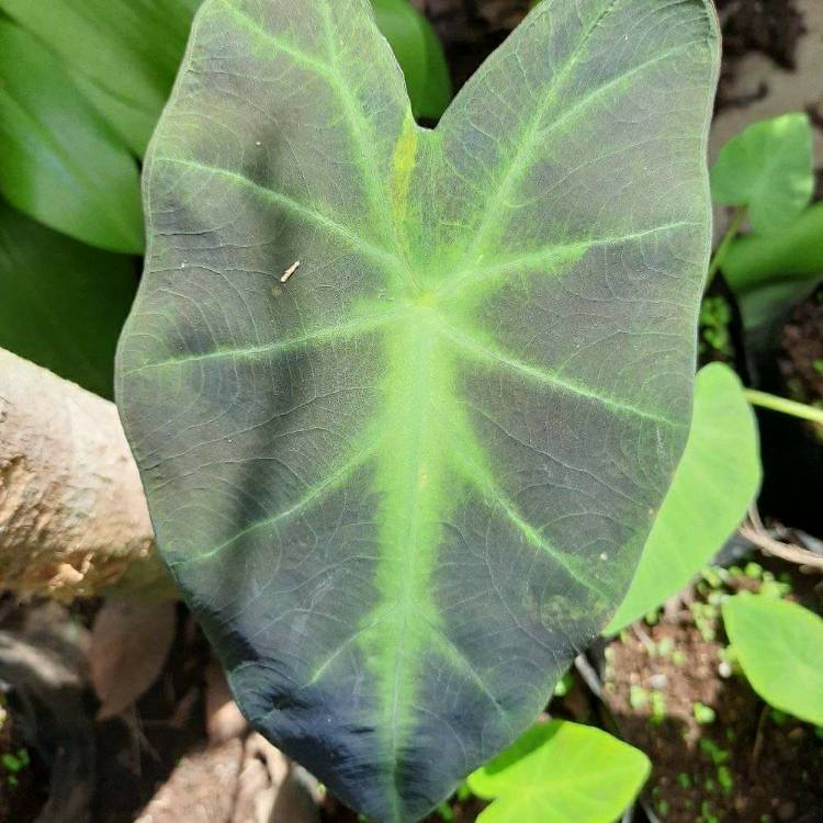 Plant image Caladium 'UF-172' syn. Caladium 'Artful Fire and Ice', Caladium 'Tapestry'