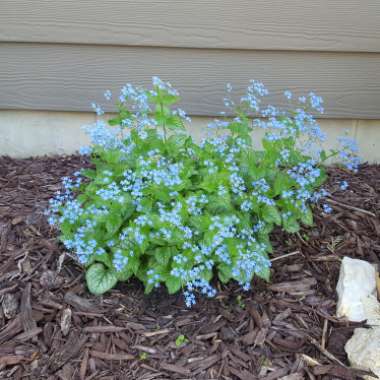 Brunnera