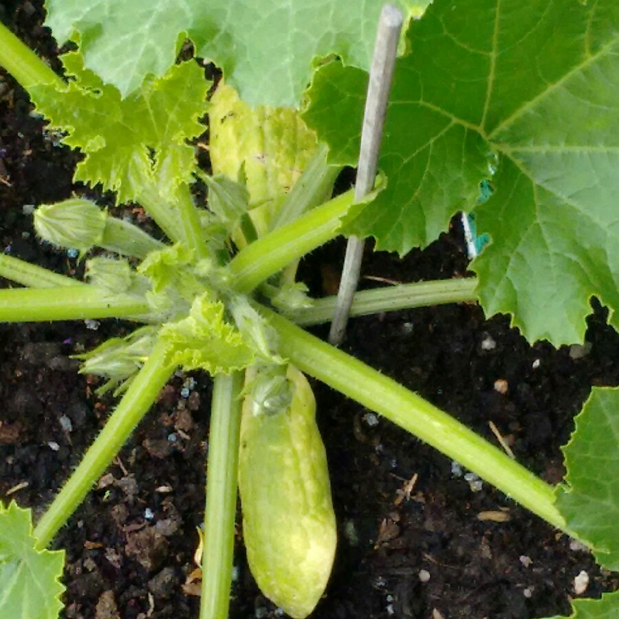 Cucurbita