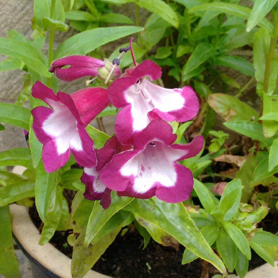 Plant image Penstemon 'Phoenix Rose'