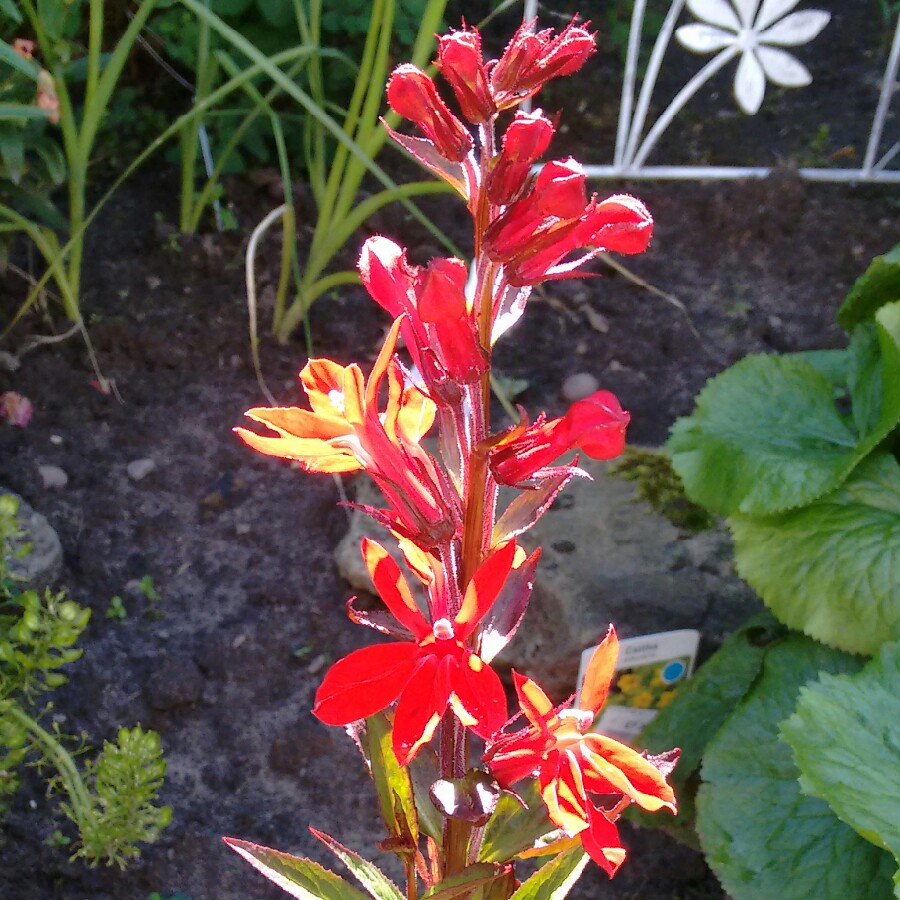 Plant image Lobelia x speciosa 'Fan Scarlet'