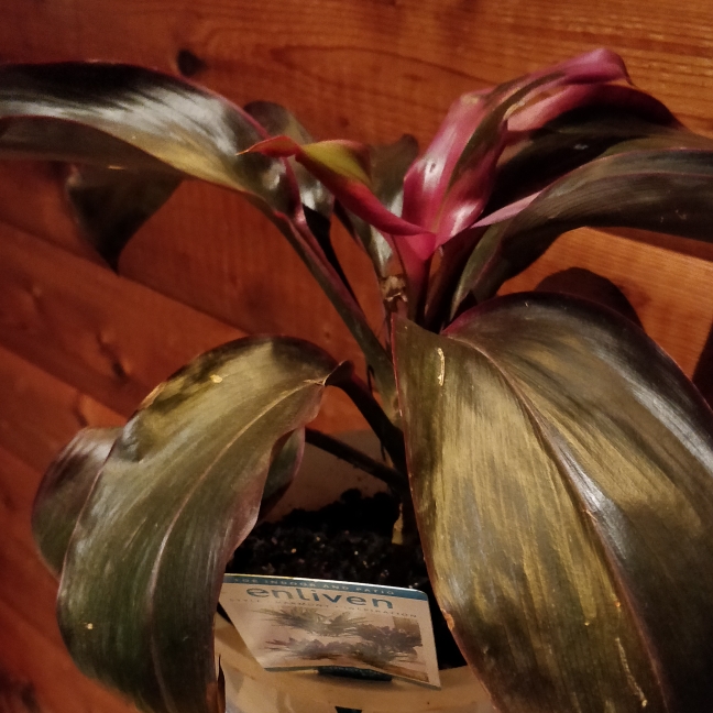 Plant image Cordyline fruticosa 'Red Tips'