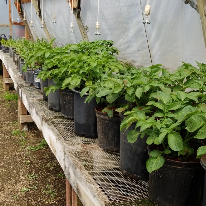 Plant image Solanum tuberosum 'Russet Burbank'