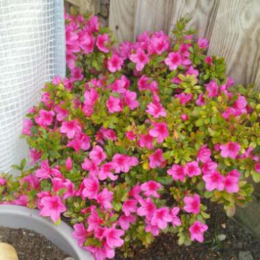 Rhododendron  (Azalea Varieties)