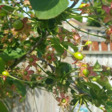 Prunus Cerasus 'Morello'