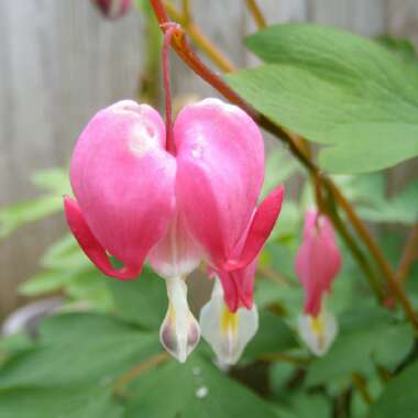 Dicentra Formosa