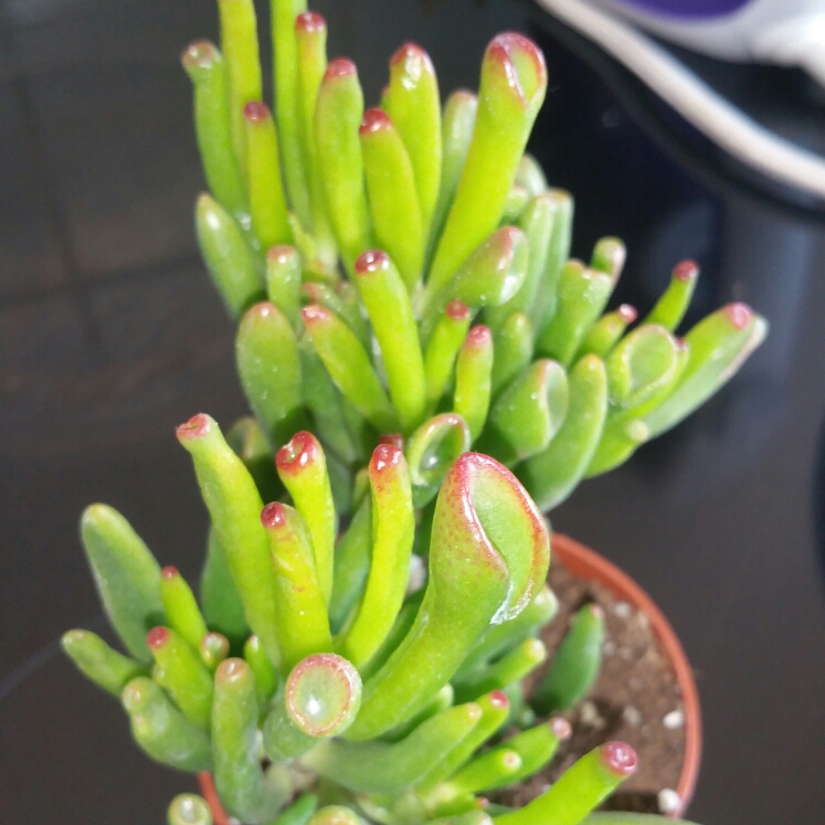 Plant image Crassula Ovata Gollum Variegata