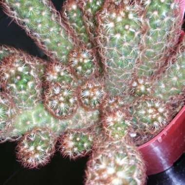 Mammillaria elongata 'Copper King'