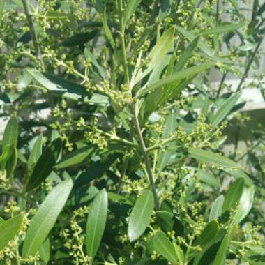 Olea europaea