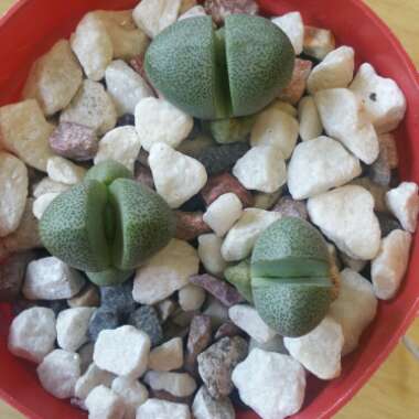 Pleiospilos nelii