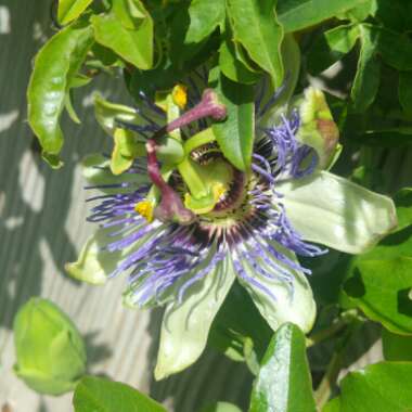 Passiflora