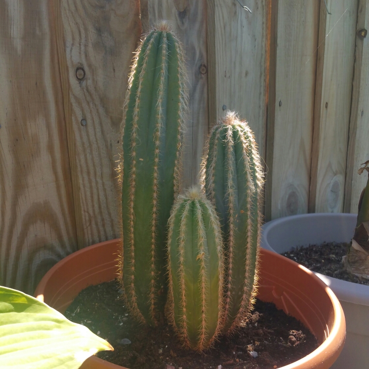 Plant image Trichocereus