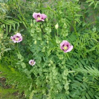 Papaver somniferum