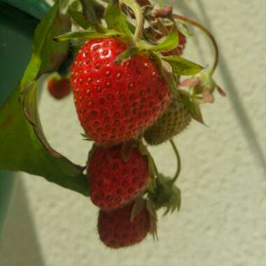 Fragaria x ananassa