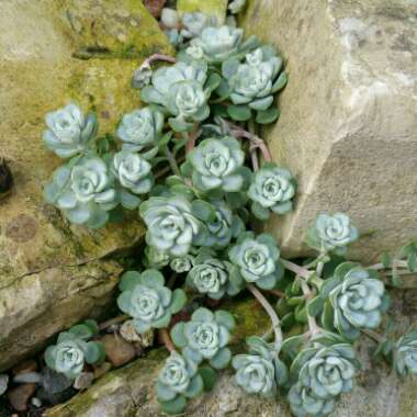 Sedum spathulifolium 'Cape Blanco'