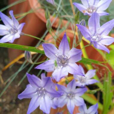 Triteleia syn. Brodiaea candida ;  Brodiaea laxa