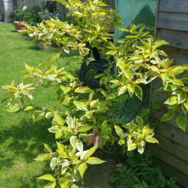 Cornus alba 'Baton Rouge'