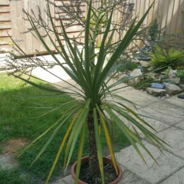 Yucca