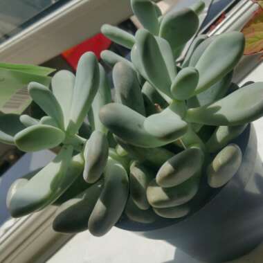 Pachyphytum oviferum