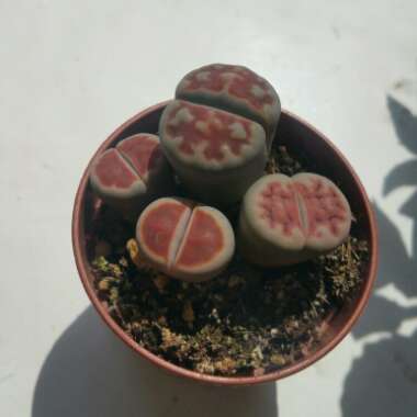 Lithops