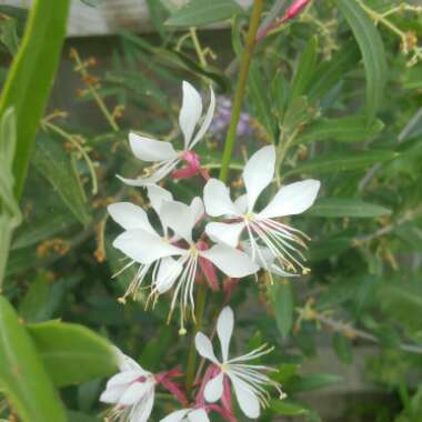 Oenothera lindheimeri 'Sparkle White' syn. Gaura lindheimeri 'Sparkle White'