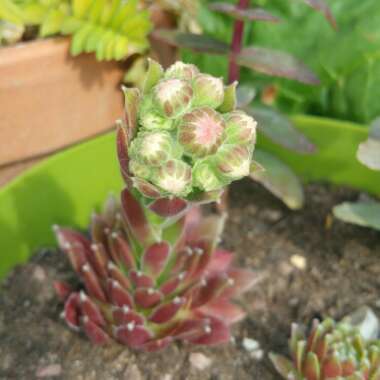 Sempervivum Arachnoideum subsp. Tomentosum