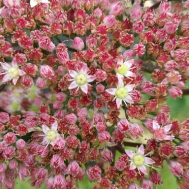 Sedum