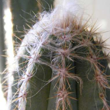 Trichocereus