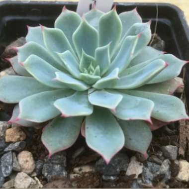 Echeveria Secunda