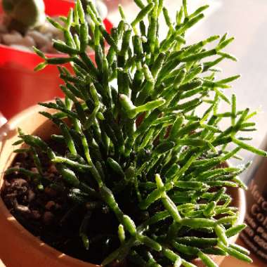 Rhipsalis