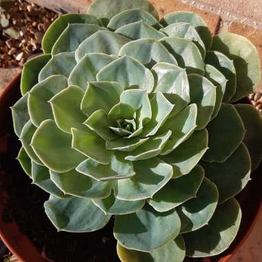 Echeveria Imbricata